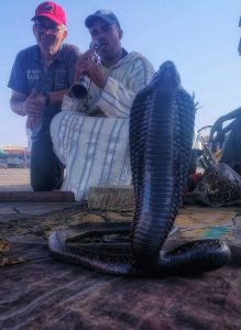 snake_1