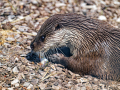 DSC0011_DxO-K
