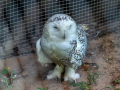 DSC0069-DxO_DeepPRIME-XD3-K