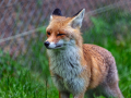DSC0079-DxO_DeepPRIME-XD3-K