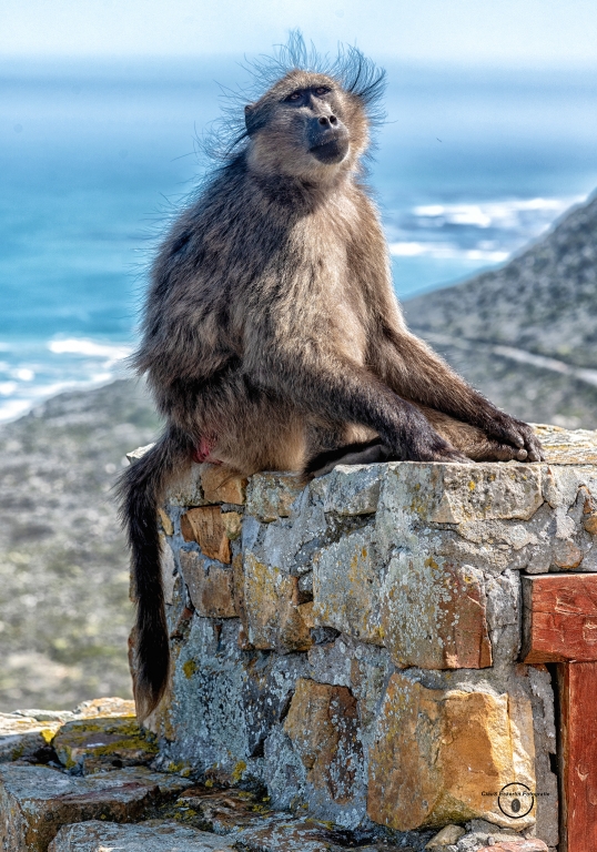Südafrika_032019