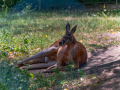 DSC_1746-20260708-DxO_DeepPRIME-XD3-K