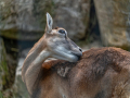 DSC_1815-20260708-DxO_DeepPRIME-XD3-K