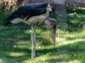 DSC_2388-20260711-DxO_DeepPRIME-XD3K